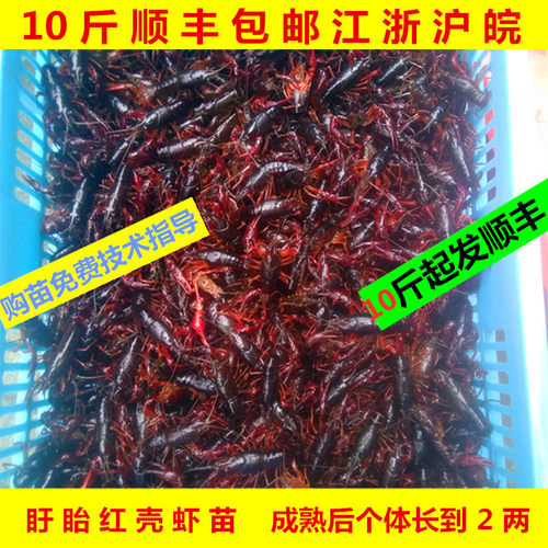 盱眙小龙虾虾繁殖空头苗活体包邮