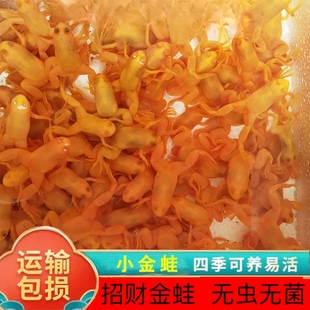 招财蛙小金蛙龙鱼饲料可爱金蛙容易饲养宠物蛤蟆金蟾小青蛙