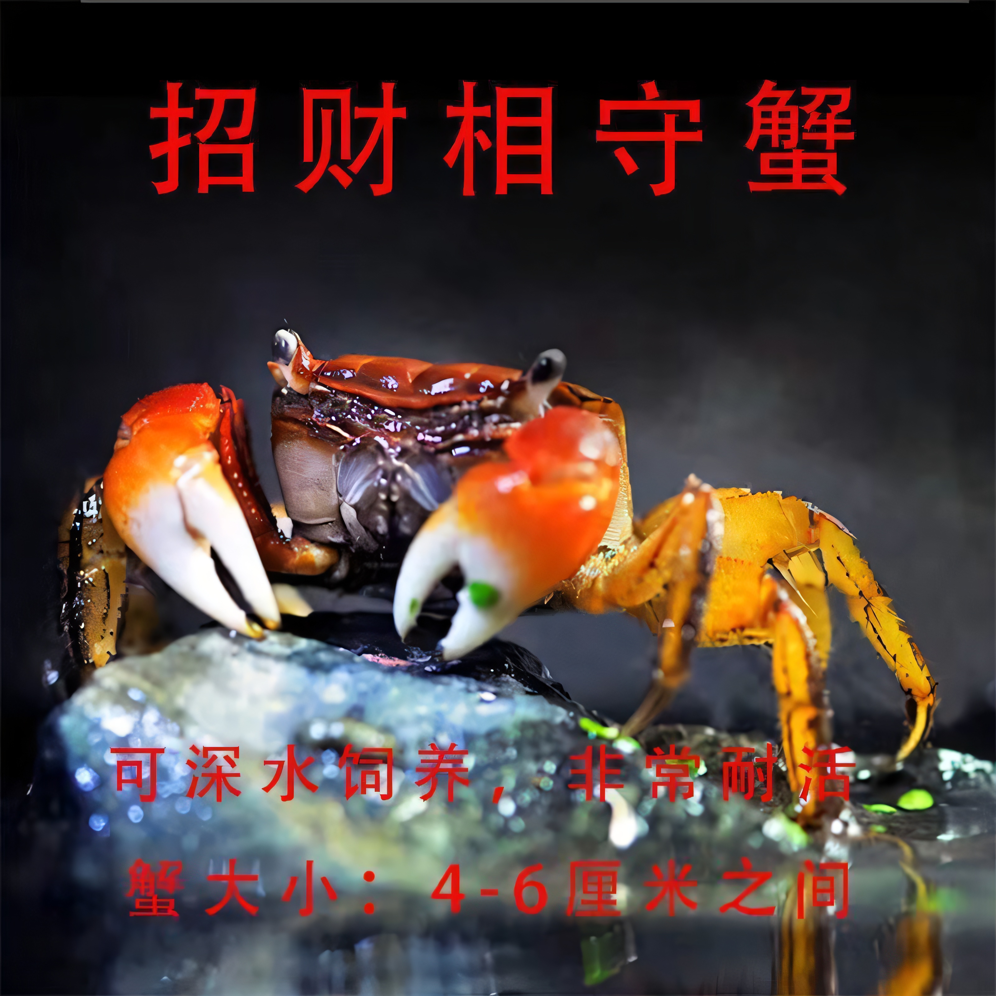 招财相手蟹 淡水蟹 除藻观赏蟹网红红螃蟹红螯野生可深水养殖蟹