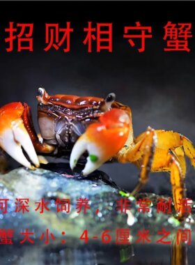 招财相手蟹 淡水蟹 除藻观赏蟹网红红螃蟹红螯野生可深水养殖蟹