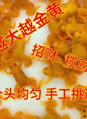 金蛙鱼饲料蛙龙容易饲养可爱蛤蟆宠物金蟾青蛙小金招财