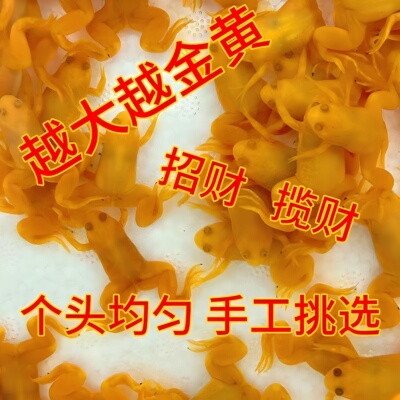 金蛙鱼饲料蛙龙容易饲养可爱蛤蟆宠物金蟾青蛙小金招财