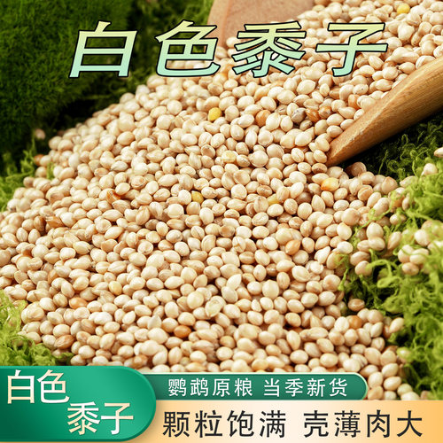 白色黍子玄凤鹦鹉鸽农产品