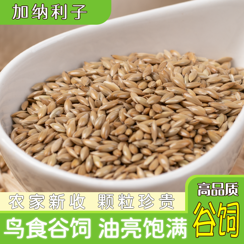 进口加纳利子/鹦鹉鸟食/油尖粟/白尖粟 草庐籽鸟粮 500g