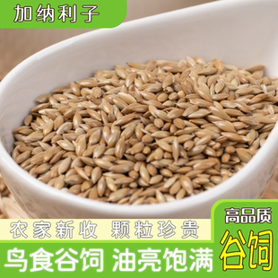 草庐籽鸟粮 进口加纳利子 白尖粟 油尖粟 500g 鹦鹉鸟食