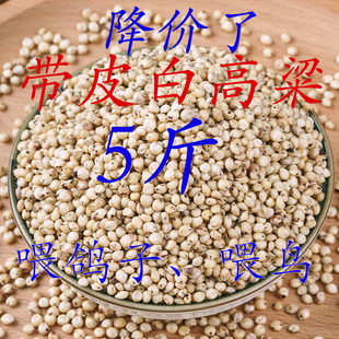 新鲜去壳带皮白高粱5斤鸽粮鸟粮饲料信鸽鹦鹉 赛鸽 仓鼠磨牙