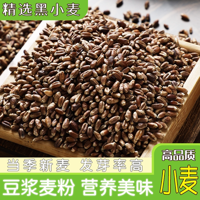 新货黑小麦粒农家特色麦粉猫草