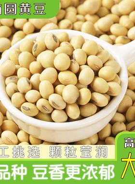 可发芽椭圆形老黄豆品种大豆苏北