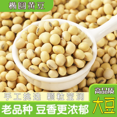 可发芽椭圆形老黄豆品种大豆苏北