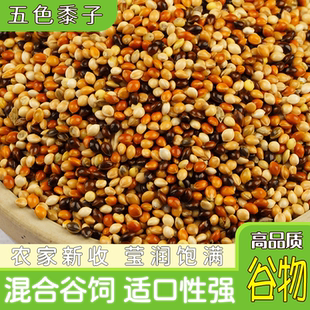 五色黍子鹦鹉饲料鸟粮带壳谷子小米鸟食玄凤虎皮牡丹专用5斤粮食