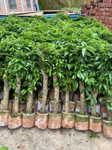 荔枝树苗大树桩高压苗（圈枝苗）冰荔妃子笑桂味南方种植当年结果