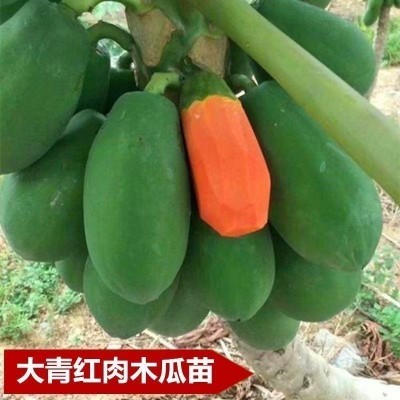 木瓜苗矮化特大青冰糖红肉牛奶甜水果木瓜苗南方种植四季结果树苗
