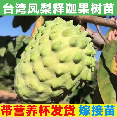 释迦果苗树嫁接台湾凤梨释迦榴莲释迦番荔枝水果苗木庭院果树