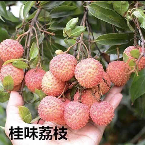 荔枝树苗嫁接苗南方北方新品种无核妃子笑无籽桂味荔枝苗当年结果