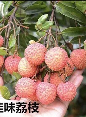 荔枝树苗嫁接苗南方北方新品种无核妃子笑无籽桂味荔枝苗当年结果