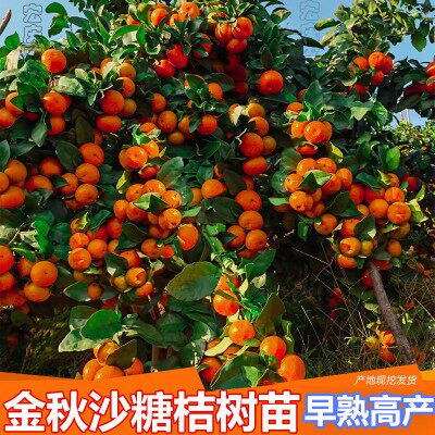 早熟金秋沙糖蜜桔树苗新品种砂糖橘嫁接柑桔子苗无籽橘子苗包邮