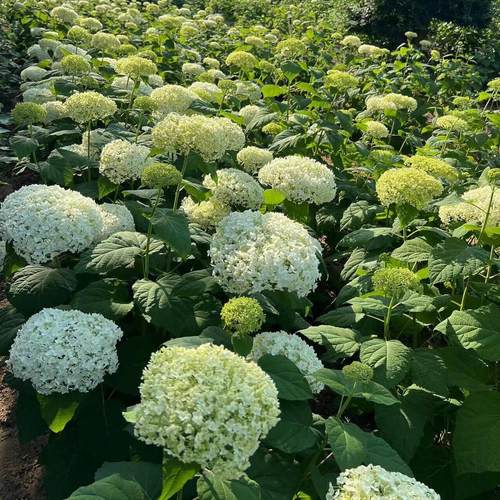 木本绣球无敌贝拉安娜3-4年地栽老桩耐寒耐晒花卉庭院植物绣球花 - 封面