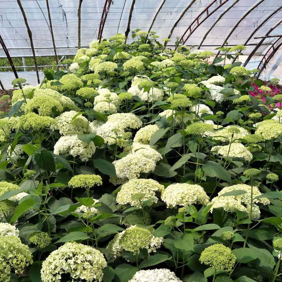 花卉绿植盆栽庭院阳台植物耐寒无 敌贝拉安娜绣球小苗 包邮对版