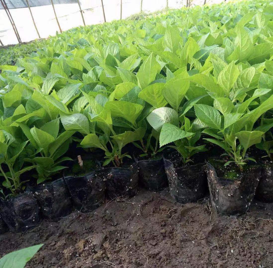 千园博翠绣球小苗多品种特价秒杀