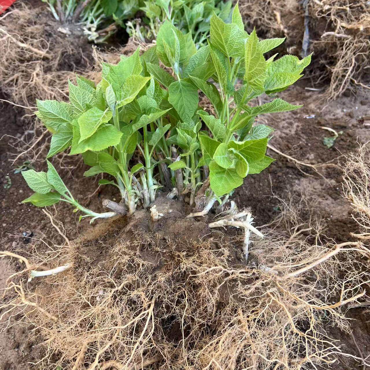 包对版无敌贝拉安娜绣球地栽老桩大苗大花绿植庭院耐晒耐寒土球发