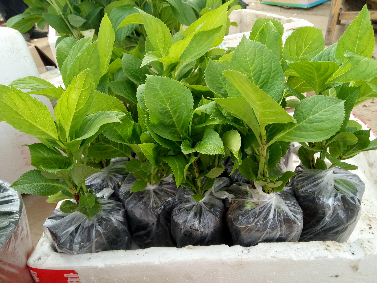 花卉绿植盆栽庭院耐寒无尽夏