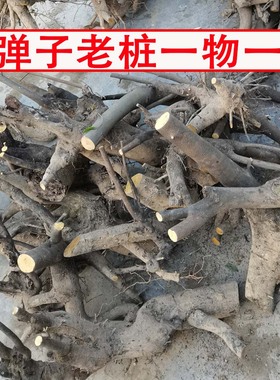 金弹子老桩树桩盆景室内绿植四季常青不落叶黑塔子金单子生桩素材