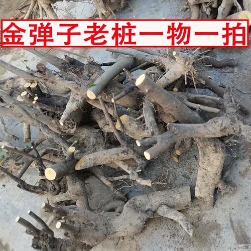 金弹子大桩碳化老桩假山从林
