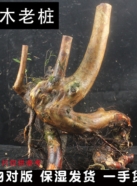 檵木盆景老桩树桩花卉植物室内美观趣味四季常青不落叶白色花檵木