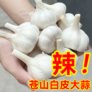 山东农家大蒜干蒜头白皮四六苍山5斤新鲜蒜瓣3斤腊八蒜当季 新蒜种