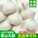 山东大蒜干蒜今年当季 新蒜5斤苍山白皮四六瓣新鲜蒜3斤种子大蒜头