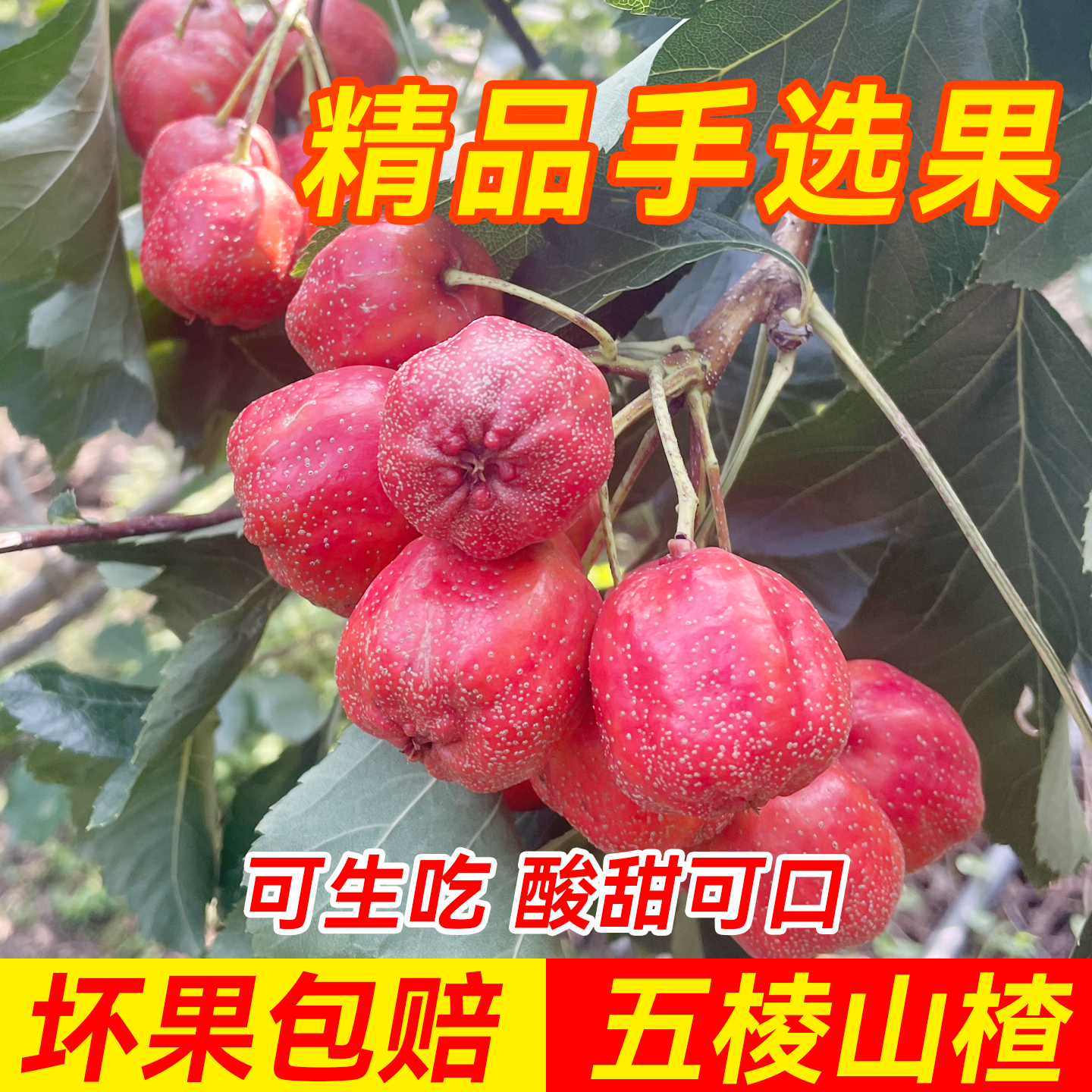 新鲜山楂鲜果现摘酸甜五棱山楂大果山里红甜红子大金星糖葫芦专用