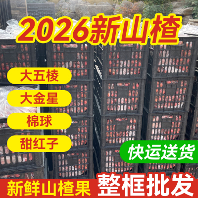 2026整框批发新鲜山楂鲜果大五棱