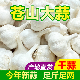 新蒜種 山東大蒜頭干蒜白皮四六瓣蒼山5斤農(nóng)家新鮮蒜瓣3斤臘八當(dāng)季