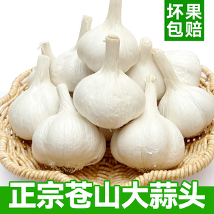 山东大蒜头干蒜5斤苍山白皮3斤农家新鲜蒜瓣10斤今年当季新蒜种子