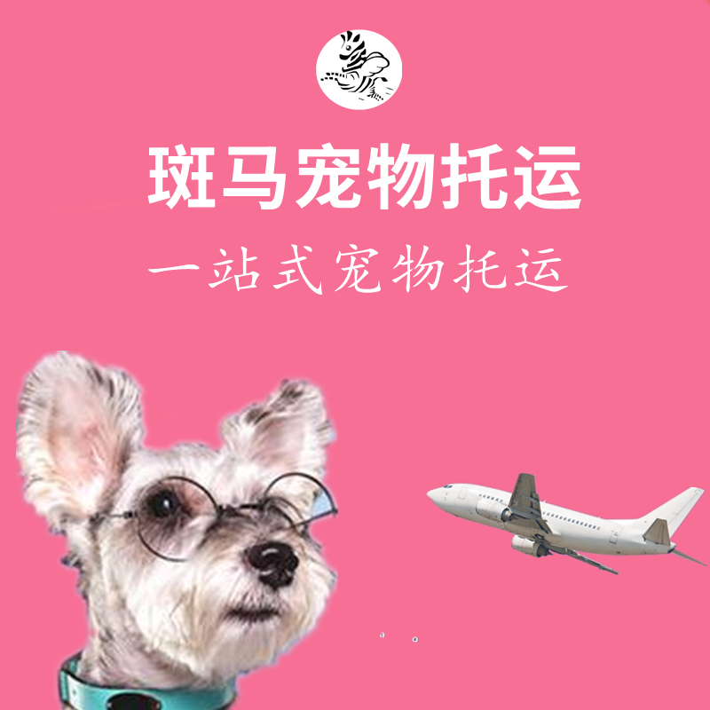 成都宠物托运猫咪航空托运专车狗托运服务猫托运空运全国深圳上海