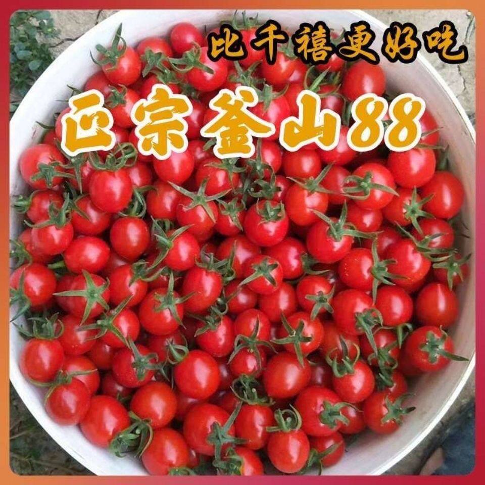 超甜正宗釜山88圣女果现摘现发