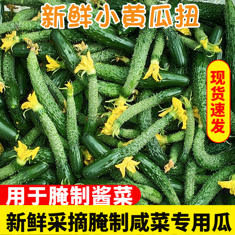 现摘新鲜小黄瓜扭农家自种小黄瓜仔腌制蔬菜嫩黄瓜妞酱瓜5斤蔬菜9