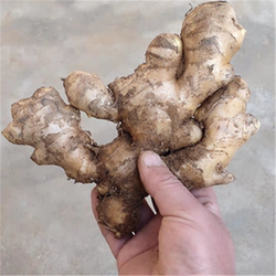 农家种植安丘大姜山东生姜窖存泥姜老姜大块生姜新大黄姜产地直发