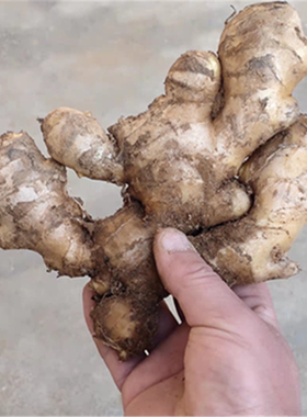 农家种植大姜山东生姜窖存泥姜新鲜老姜大块生姜新大黄姜产地直发