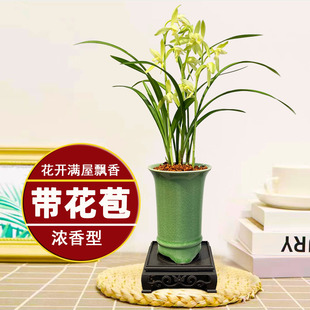 【四季兰】香水素心兰花苗浓香型兰花室内客厅办公室绿植盆栽花卉