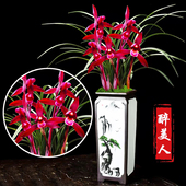 春兰铭品 带花苞 醉美人浓香型兰花室内客厅办公室绿植盆栽花卉