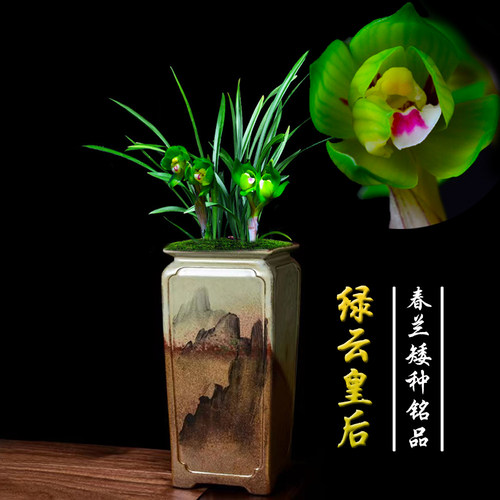 兰花带花苞兰花苗绿植春兰