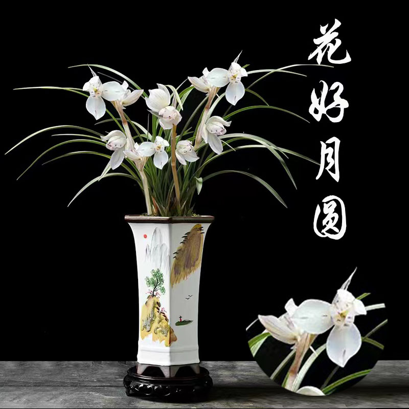 春兰铭品【带花苞】花好月圆兰花苗浓香冬春开花室内绿植盆栽花卉