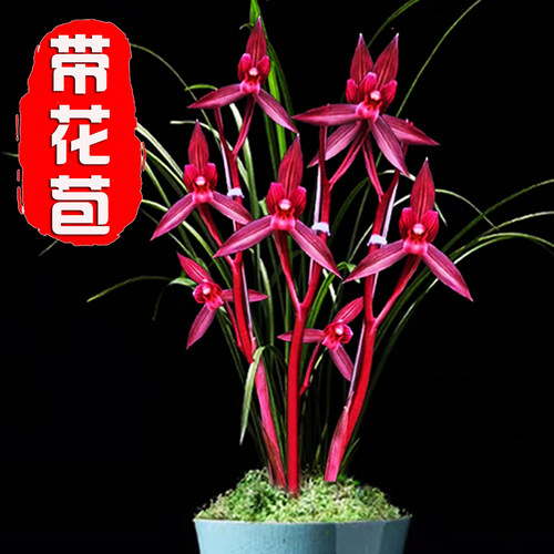 春剑铭品【带花苞】东方红兰花苗浓香型室内办公室绿植盆栽花卉