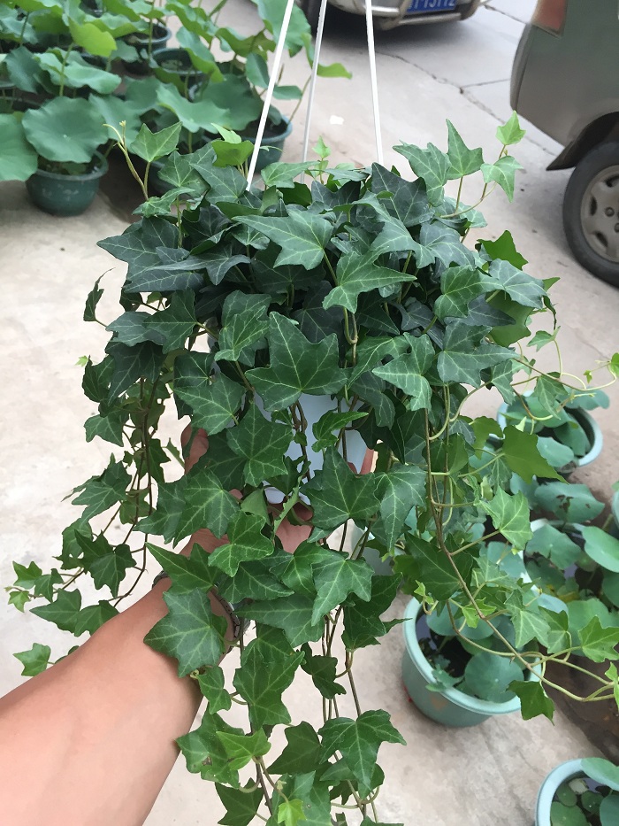 长藤常春藤盆栽大苗植物室内花卉垂吊长春藤吸甲醛四季常青藤包邮在类目 鲜花速递/花卉仿真/绿植园艺, 花卉/绿植盆栽（新）, 绿植中 - 来自Buy2taobao.com提供专业的淘宝代购服务