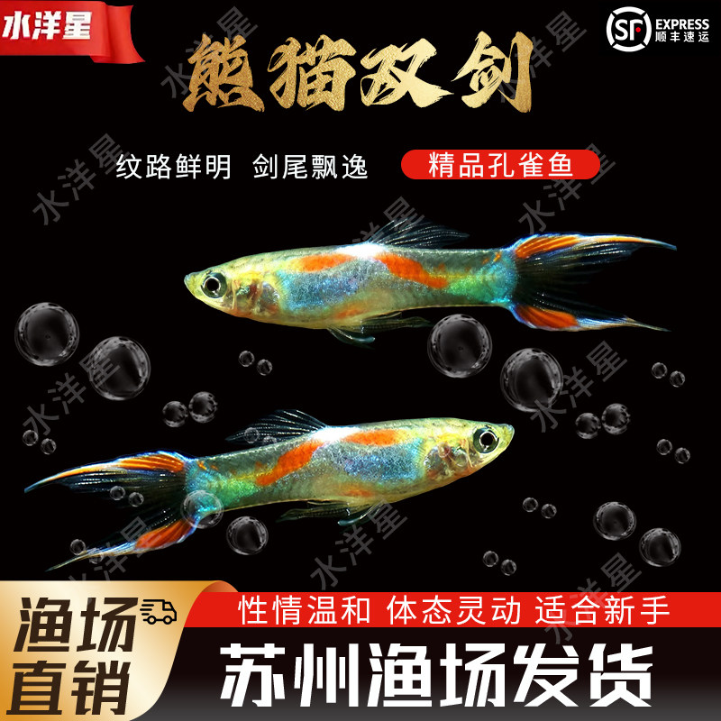 熊猫双剑孔雀鱼安格拉斯小型孔雀鱼燕尾凤尾繁殖鱼苗热带观赏鱼 - 实物图