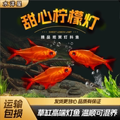 甜心柠檬灯鱼巴西南美灯鱼超级甜心柠檬热带观赏鱼水草缸群游活体
