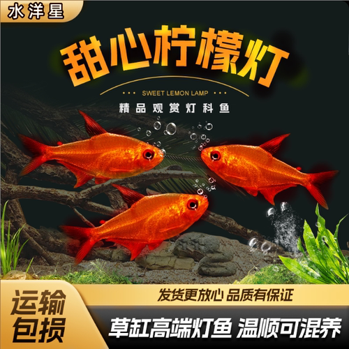 甜心柠檬热带小型灯科观赏鱼群游