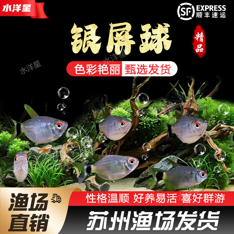银屏灯鱼头尾灯球淡水宠物鱼小型热带灯科鱼观赏鱼活体新手易饲养