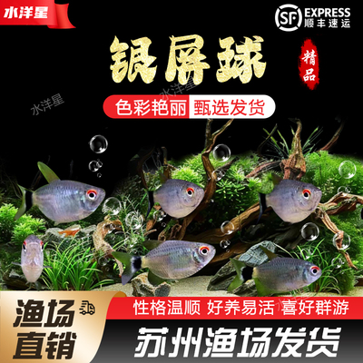 观赏鱼淡水热带鱼小型群游鱼银屏